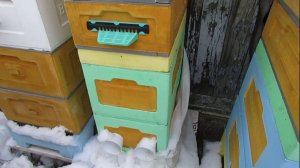 зимовка пчел на воле с открытым сетчатым дном в 6 рамочном улье - 11 февраля 2023 года