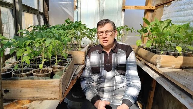 Подкормка рассады томатов для утолщения стебля и улучшения иммунитета. смотреть онлайн