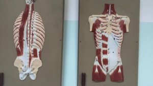 Курс анатомии человека.Мышцы груди.