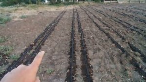 Садим  4000 огурца в открытый грунт. Бизнес на огурцах.