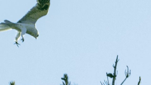 Анна Табунщик. Вольная птица. смотреть онлайн