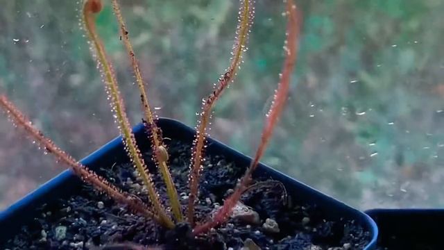 Drosera filiformis ‘Florida Red’ thread leaf sundew Update смотреть онлайн