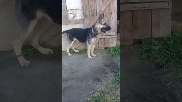 ВЕО Юта ищет кота смотреть онлайн