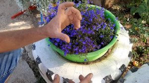 Виола Анютины глазки Красивые цветы ОСЕНЬЮ НА ДАЧЕ