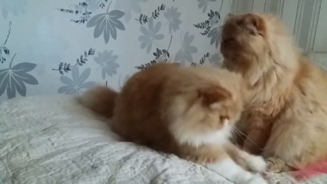 длиношорстние персидские кошки смотреть онлайн