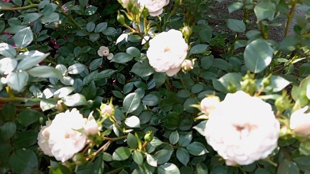 Розочки серии Старлет. смотреть онлайн