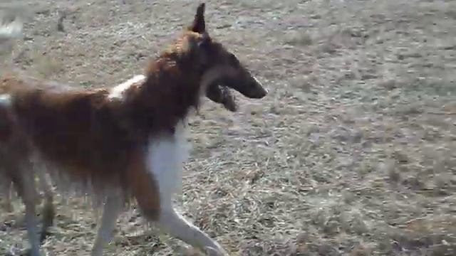 Русские псовые борзые. Тюмень. 89821338027 смотреть онлайн