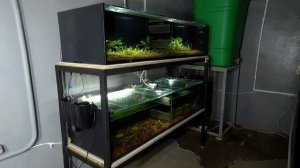 Разводня готова для разведения рыбок