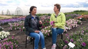 Супермахровые петунии – 100% махровость! Супер семена!