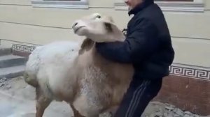 Самый большой баран в мире