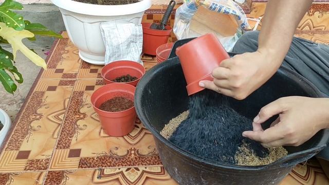 SOIL MIX FOR AGLAONEMA смотреть онлайн