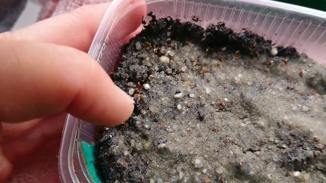 Рассада на подоконнике. Взошли томаты на 5 день и виола, а так же перец "Дед мороз" смотреть онлайн