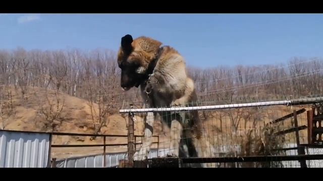 Немецкая овчарка 5 лет|МУХТАР и ДРЕССИРОВКА|Ep.2 смотреть онлайн