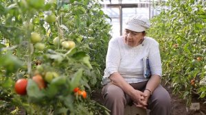 Томат Форсаж F1. Агрофирма Ильинична. Жаростойкий холодостойкий томат. Профессиональный гибрид.