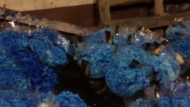 Покраска срезанных хризантем