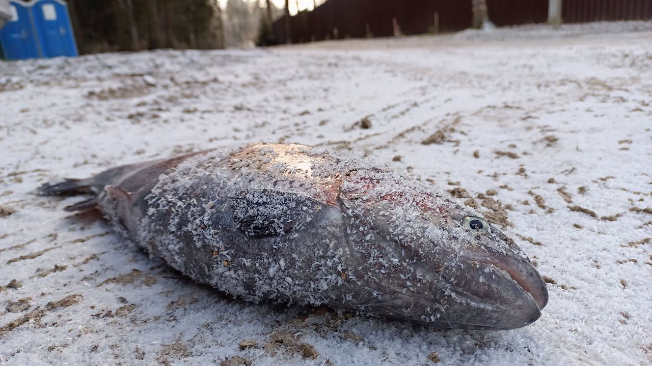 Раздача форели в Хомяково