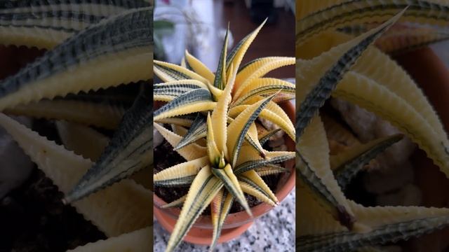 haworthia limifolia variegated