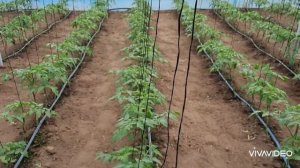 Схема посадки томатов, два варианта.