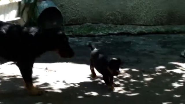 мои щенки смотреть онлайн