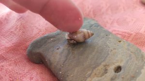 рак-отшельник