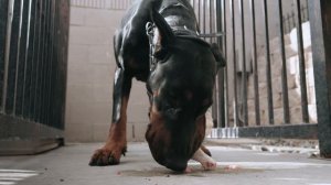 What To Feed a Doberman - How To Do it RIGHT!