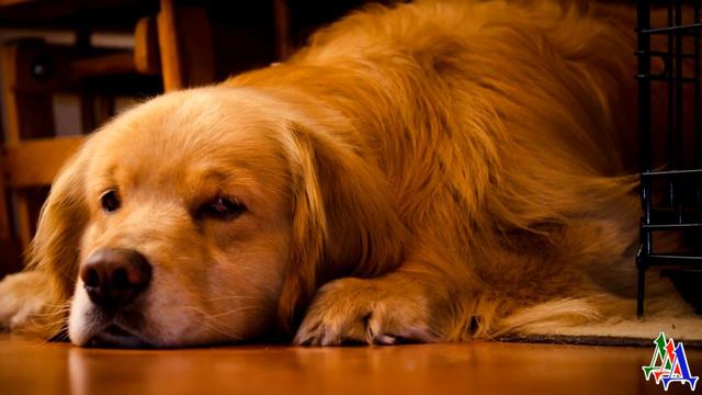 Зося. Простая собака, которая вернула человеку вкус к жизни смотреть онлайн