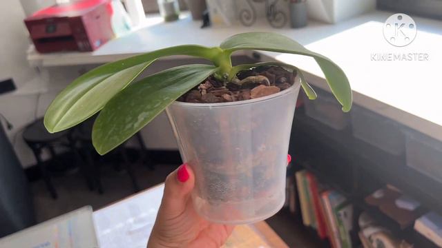 Экскурсия на подоконнике 😂😏🌿 #орхомания #обзорорхидей #орхидеиподростки #phal