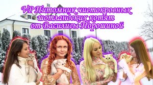 VP Питомник чистокровных шотландских котят от Василисы Порошиной  | FM78ru