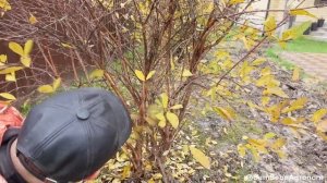 Обрезка жимолости