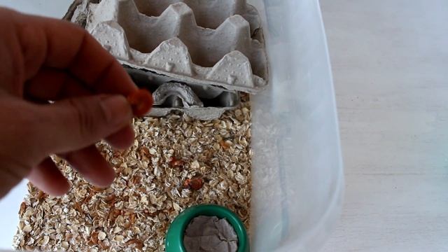 Ч. 2 Мраморные тараканы разведение / Первые малыши / Ферма таракан
