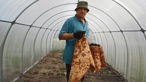Помидоры, перцы и редиску, высаживаем в одной теплице