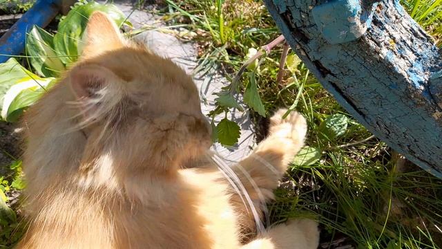 Котик и мелисса
