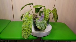 филодендрон Paraiso Verde (Биллитау Мраморный)