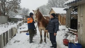 В Копыльском районе смотрим кобылу с бельмом в глазу😜