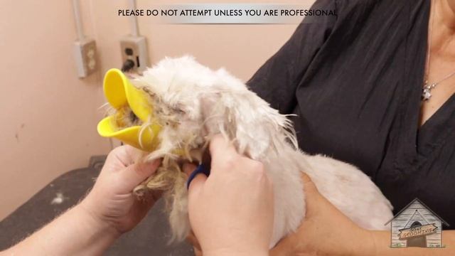 Grooming an Aggressive & Matted Shih Tzu смотреть онлайн