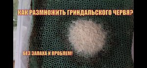 Как размножить Гриндальского червя? Состав контейнера для запуска нового БЕЗ ЗАПАХА  и проблем!