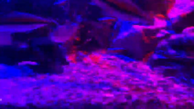 Аквариум 100 литров вечером . смотреть онлайн