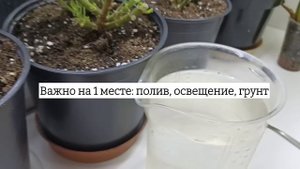 Сделайте так после ОБРЕЗКИ с ГЕРАНЬЮ: станет пышным, цветущим кустиком! Уход, условия и подкормки