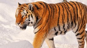 САМЫЕ ИНТЕРЕСНЫЕ ФАКТЫ О КОШКАХ !