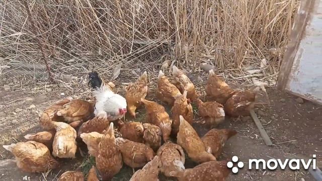 VLOG:Пашем землю на дачи#курочки несушки? смотреть онлайн