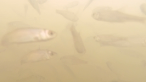 Рыбалка на иконки у  ручья!!