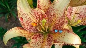 Лилия ла-гибрид Санкрест (lilium la-hybrid suncrest) ? обзор: как сажать, луковицы лилии Санкрест