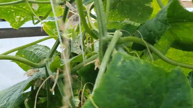 Овощи растут. Огурец Мадейра F1 Семинис смотреть онлайн