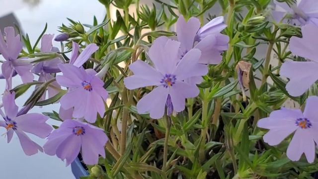 Light Purple Phlox Carpet Groundcover Flowers смотреть онлайн