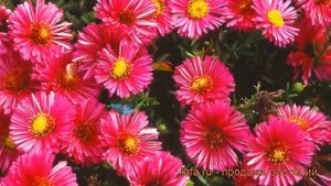 Астра кустарниковая Дженни (aster dumosus jenny) ? обзор: как сажать, рассада, саженцы астры Дженни