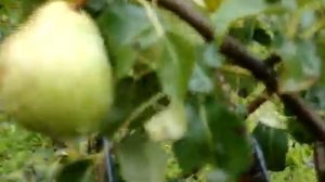 Как заставить грушу рано плодить