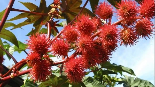 Касторка как выглядит растение Касторка как выглядит растение