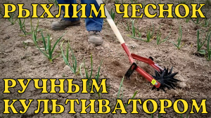 Рыхление чеснока ручным культиватором