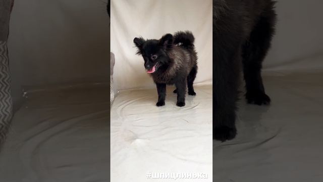 Как выглядит шпиц в линьке #питомник #шпицмишка #щенки #шпиц