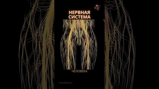 Нервная система человека #shorts